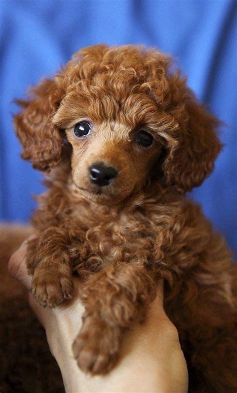 Dog Image Poodle Puppy Poodle Red Poodle Puppy