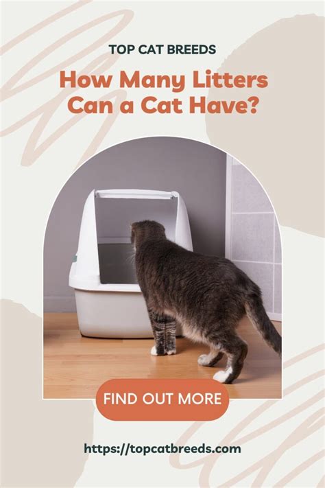 How Many Litters Can a Cat Have? - Top Cat Breeds