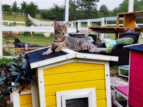 Jackie is passionate about animal rescue and currently has one horse (boomer) and two dogs (harper and aspen) adopted from lcr. This Couple Built a Cat Sanctuary on Their Horse Farm ...