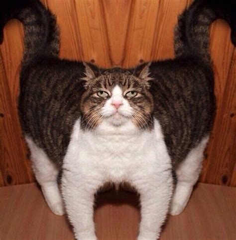 Rare Cursed Cat Images Unnerving Images For Your All