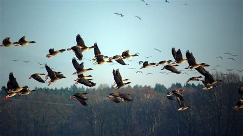 Migratory Birds Begin Their Arrival Early In Kashmir This Year For