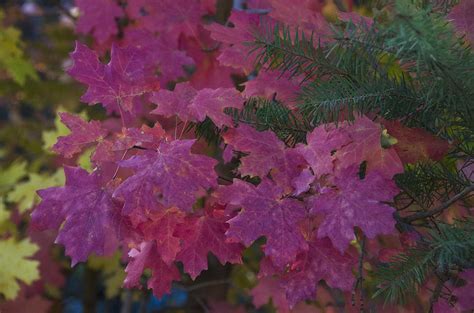 Pretty Pink Autumn Photograph By Saija Lehtonen