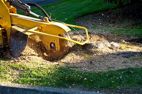 What You Need To Know About Stump Grinding Vickery Lawn Service Land