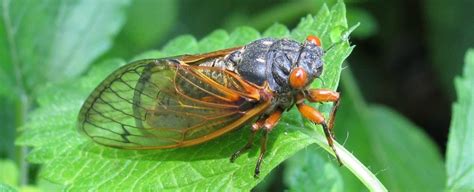 Billions Of Cicadas Are About To Erupt From The Ground And
