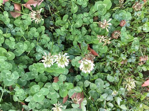 White Clover Weed Turf