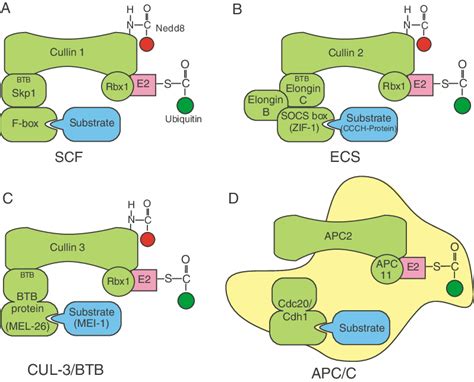 Schematic Representations Of Different Cullin Ring Ubiquitin Ligases