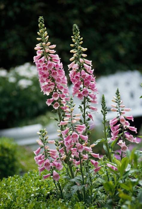 Add them among your other bushes and cacti to give a this native grass is rabbit resistant, and can live on only 15 inches of water per year. 19 Beautiful Plants That Rabbits Don't Like | Rabbit ...