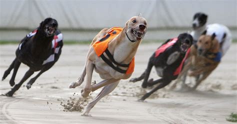Uks Greyhound Racing Could Get New Legs Through Entain Joint Venture