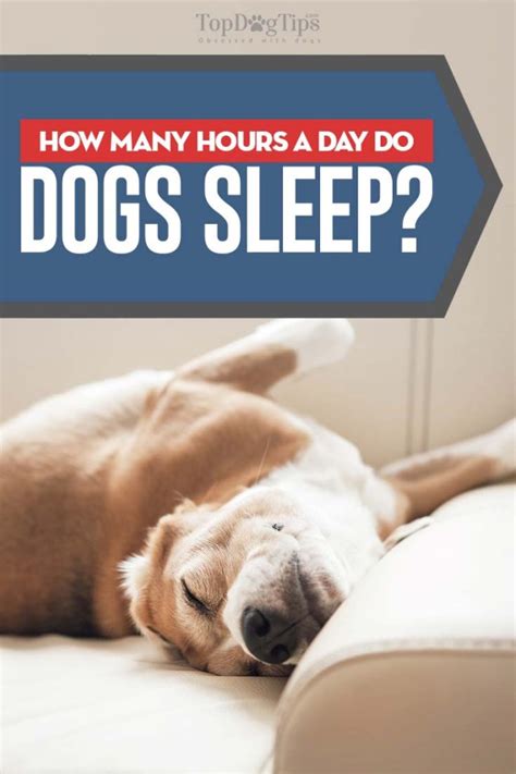 Why Do Dogs Sleep So Much And How Many Hours A Day Do Dogs Sleep