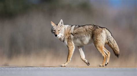 Can You Own A Coyote As Pet An Expert Guide