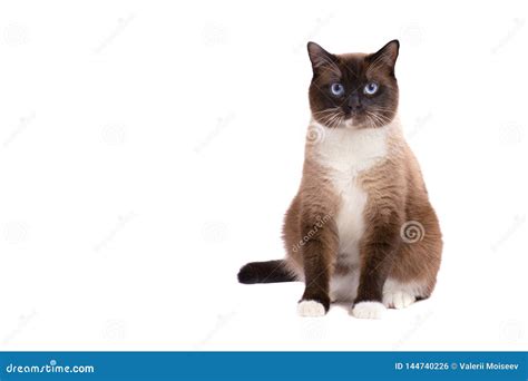 Portrait Brown Snowshoe Siamese Fat Cat Sit On A Floor And Looking At