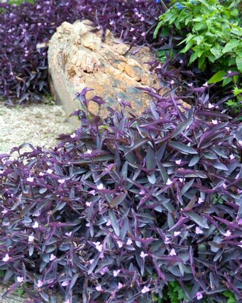 Purpleheart Is Winter Hardy In Most Winters Plants Purple Heart