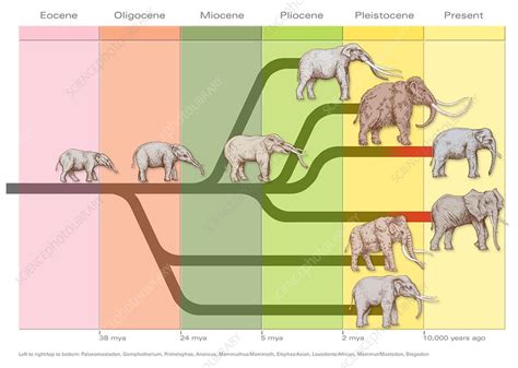 elephant evolution diagram stock image c002 9452 science photo library