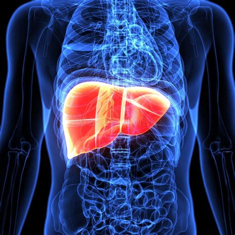 Liver Location In Human Body Picture