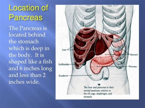 Duodenum Location In Relation To Ribcage Kidney Basics Overview
