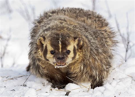 North Americas Top 10 Most Fearsome Predators American Badger North