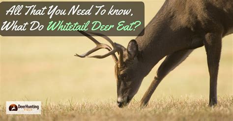 What Do Whitetail Deer Eat What Do Whitetail Deer Like To Eat