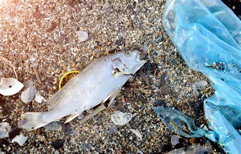 The Effect Of Plastic Pollution On Marine Life