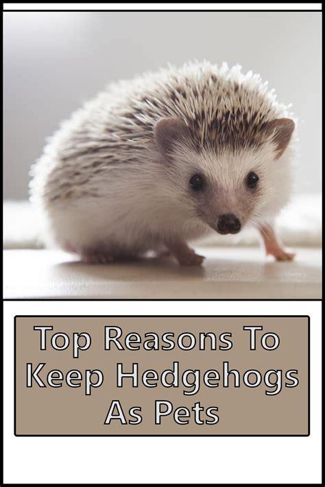 Top Reasons To Keep Hedgehogs As Pets The Buzz Land