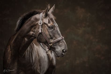 Stunning Horse Portraits By Equine Photographer Mark Beaumont Based In