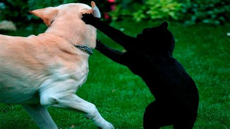 Funny Cats And Dogs Funny Cats Vs Dogs Funny Animals