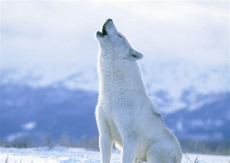 Arctic Wolf Ffcc7 B21619 Polar