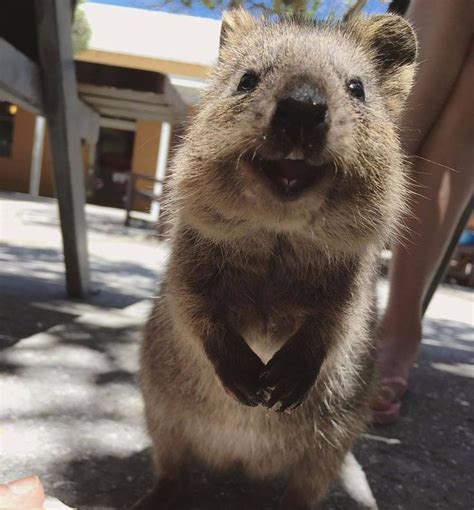 Quokka babies is based in australia. The 25+ best Quokka ideas on Pinterest | Quokka baby ...