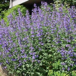 In hotchkiss, co is located in the beautiful north fork valley. Select Blue Catmint Plants | Nepeta faassenii Select Blue ...