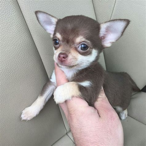 75 Chihuahua Teacup Rescue Image Bleumoonproductions