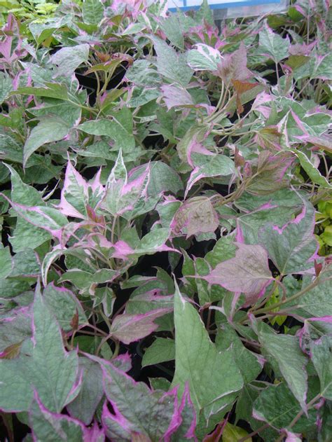 Check spelling or type a new query. Photo of the entire plant of Ornamental Sweet Potato ...