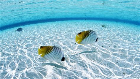 Tropical Fish Underwater Sea Ocean Sealife Wallpaper