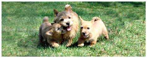 The norwich terriers will do okay in an apartment if sufficiently exercised. Highwood Norwich Kennel: Knowlton A. Reynders, owner ...