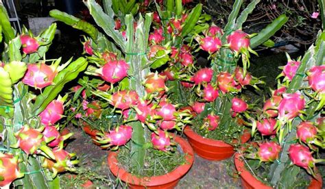 Perlu diketahui tanaman belimbing dibagi menjadi dua jenis yaitu belimbing manis. Cara Menanam Buah Naga di Pot Agar Cepat Berbuah - Jatik.com