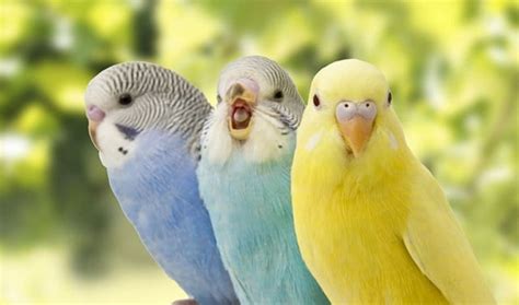 7 jenis burung yang bisa bicara seperti manusia cerdas