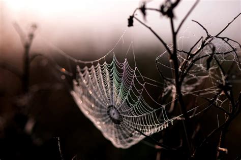 Simply choose your pictures and let extreme thumbnail generator do the rest of the job for you! Free picture: spider, web, morning dew, dawn