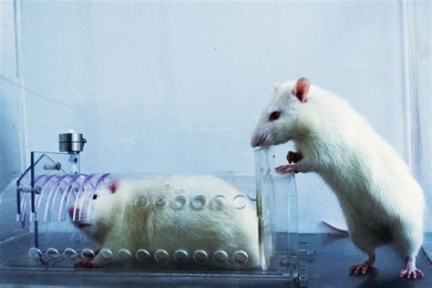 Rats Prefer To Help Their Own Kind Humans May Be Similarly Wired