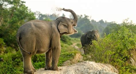 13 Interesting Facts About Indonesia Elephants