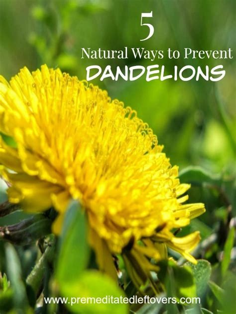Nothing says spring like dandelions poking their gleefully yellow little heads up out of the dirt and spoiling your the dandelion weed, known to horticulturists as taraxacum officinale, can be ridiculously hard to get rid of. 5 Natural Ways to Prevent Dandelions