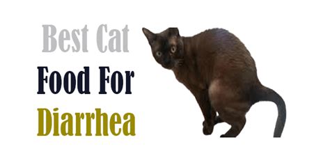 Best Cat Food For Diarrhea Canada Get More Anythinks