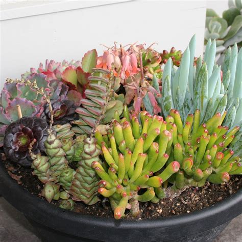 This page has helped 75,415 succulent lovers learn about their succulents this month! Drumroll Please: 2011's Garden Trend Award Goes To ...
