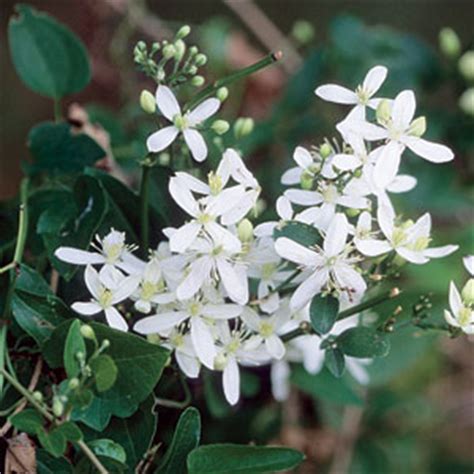 My clematis has outgrown its trellis; Sweet Autumn Virginsbower (Clematis terniflora)