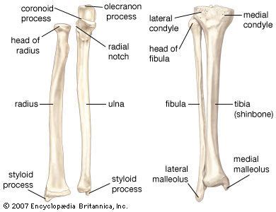 Most relevant best selling latest uploads. Fibula | Bone | Anatomy bones, Arm bones, Human anatomy ...