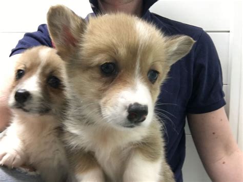 Buy akc registered dogs & puppies for sale in ia at puppies n dogs. Welsh Corgi Puppies For Sale | Birmingham, AL #187396