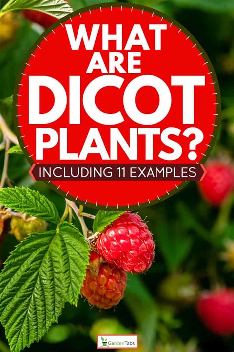 What Are Dicot Plants Inc 11 Examples