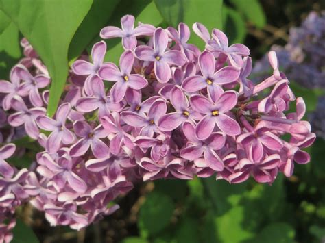 Syringa Lilac A To Z Flowers
