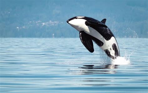 Wildlife Wild Whales Vancouver British Columbia