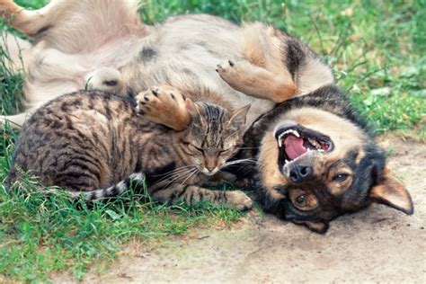 6 Ways To Help Your Cats And Dogs Become Fast Friends Catster