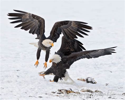 Eagles Attacking And Chasing Shetzers Photography