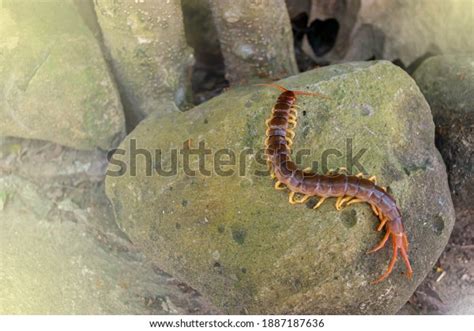 Centipede Can Bite Poisonous Animal Has Stock Photo 1887187636