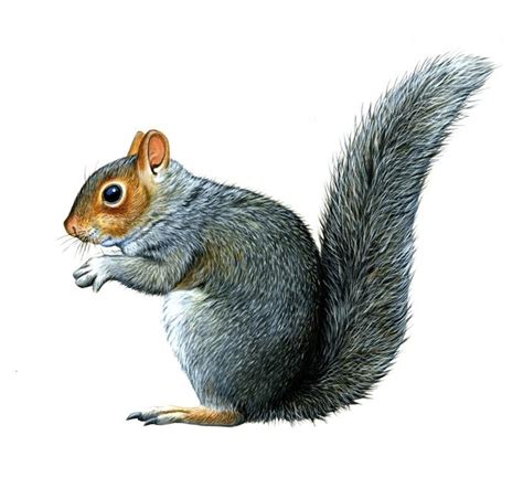 A fun exercise to help you improve your. Grey Squirrel Illustration | Squirrel illustration, Squirrel art, Squirrel tattoo